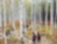 Wondaeri Birch Forest - Autumn