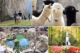 Alpaca World, Nami Island & The Garden of Morning Calm Day Tour