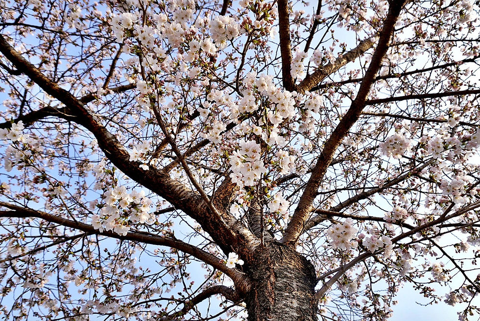 Top Places for Cherry Blossoms & Spring Flowers from Seoul - Namyangju Water Garden