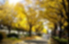 Cheong Wa Dae - Road leading to Blue House