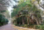 Dongbaekseom Island - Circular Trail - Camellia Trees