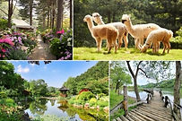Alpaca World, Nami Island & The Garden of Morning Calm Day Tour