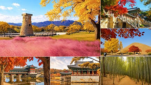 Gyeongju Autumn Foliage & Pink Muhly Tour from Busan