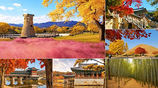 Gyeongju Autumn Foliage & Pink Muhly Tour from Busan
