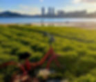 Green Barley Field (Nov-Apr)