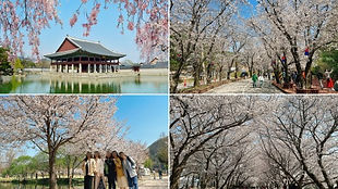 Romantic Cherry Blossom Random Day Tour