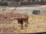 Seoul Grand Park - Seoul Zoo - Water Buffalo
