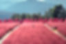 🌾Pink Muhly Festival