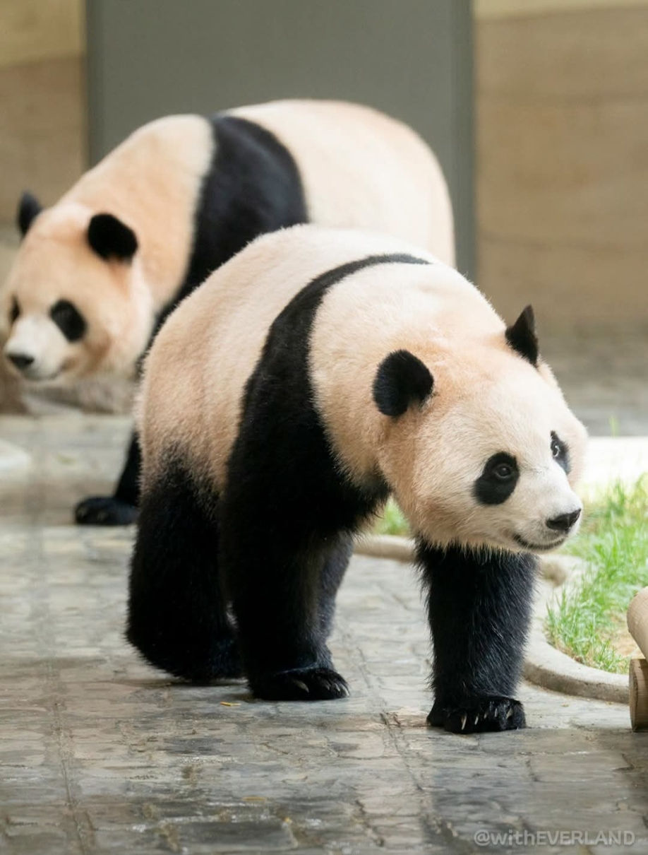 Panda Twin Sisters - Rui Bao & Hui Bao
