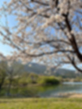 Bukhangang River Bicycle Path - Namyangju Water Garden - Cherry Blossoms