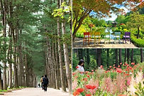 Nami Island & Garden of Morning Calm Day Tour