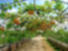 Pumpkins & Gourds Tunnel