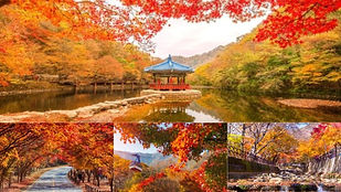 Naejangsan National Park Autumn Foliage Day Tour (from Busan)