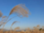 Haneul Park - Pampas Grass