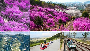 Incheon Luge, Seaside Rail Bike & Azelea/Cherry Blossom Festival Day Tour