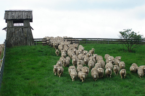 How to go to Daegwallyeong Sheep Farm | Pyeongchang, South Korea
