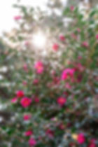 Dongbaekseom Island - Camellia Trees