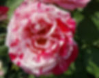 Top Places for Cherry Blossoms & Spring Flowers in Seoul - Seoul Rose Festival