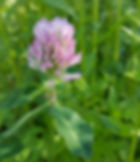 Haneul Park - Flowers in Late Spring