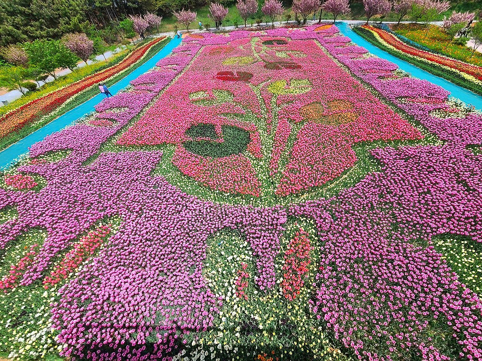 Top Places for Cherry Blossoms & Spring Flowers from Seoul - Taean World Tulip Flower Festival