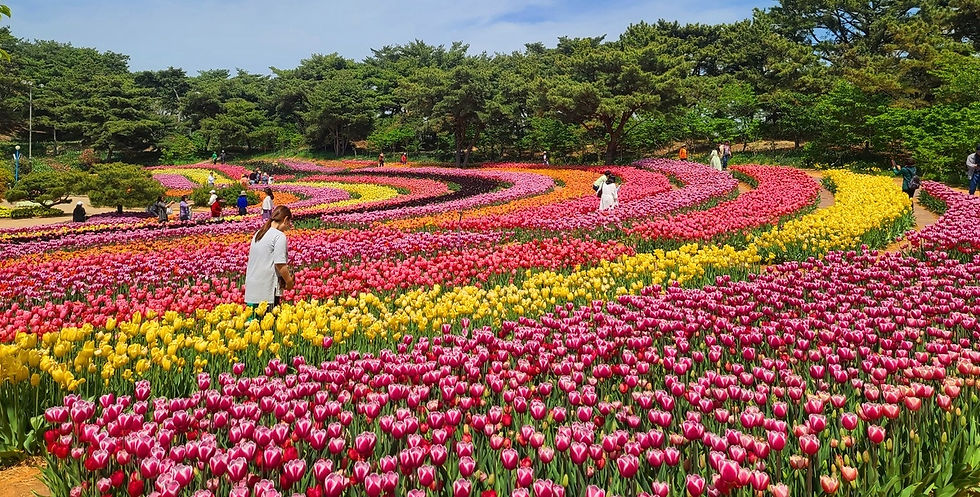 Other Spring Flower Places in/from SEOUL