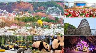 Everland Day Tour (Admission, Tour Guide & Round Trip Transfers)