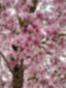 Seoul Grand Park - Cherry Blossoms - Close-up
