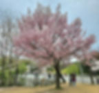 Seoul Grand Park - Cherry Blossoms - Near Seoul Land