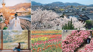 Jeonju Hanok Village, Arboretum & Seasonal Flower Festival Day Tour