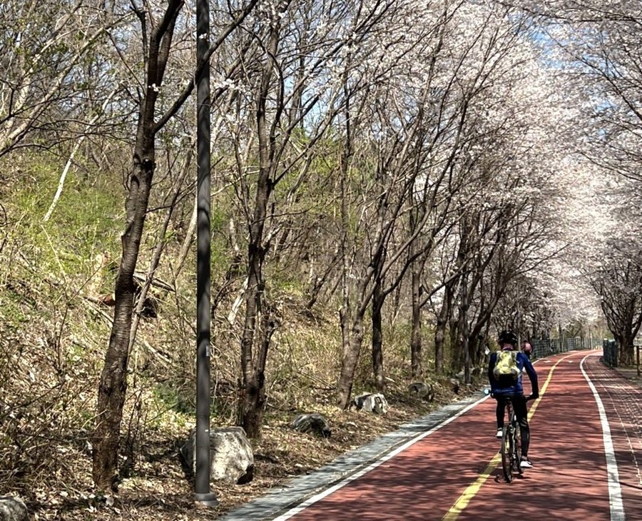Top Places for Cherry Blossoms & Spring Flowers from Seoul - Namhangang Bike Path
