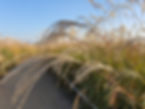 Haneul Park - Pampas Grass