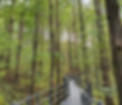 Ansan Jarak-gil Trail - Metasequoia Forest