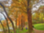 Seoul Grand Park - Autumn - Scenic Lake View