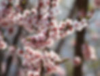 Eungbongsan Mountain - Cherry Blossoms in Spring