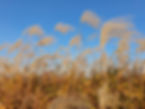 Haneul Park - Pampas Grass