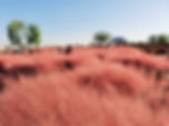 Haneul Park - Pink Muhly Grass