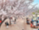 Cherry Blossom Places in SEOUL