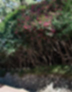 Dongbaekseom Island - Camellia Trees
