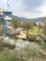 Seoul Grand Park - View of Children's Zoo from Sky Lift - Alpacas
