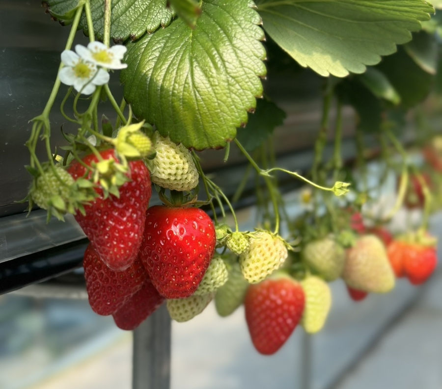 Bukhangang River Bicycle Path - Hansarang Strawberry Experience Farm