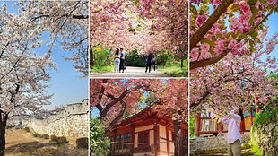 Suwon Hwaseong Fortress, Gaesimsa & Munsusa Day Tour