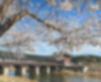 Gyeongju - Cherry Blossoms at Woljeonggyo Bridge