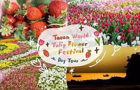 Taean Tulip Festival, Kkotji Beach & Strawberry Picking Day Tour