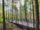 Ansan Jarak-gil Trail - Metasequoia Forest