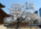 Deoksugung Palace - Cherry Blossom in Spring
