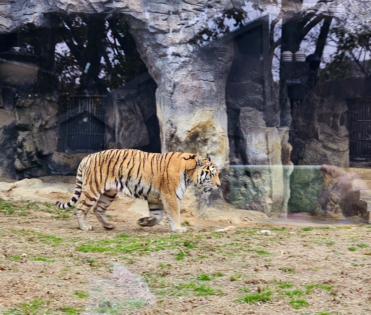 서울대공원 동물원 호랑이 관람 구역