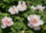 Seoul Grand Park - Theme Garden - Peony Garden