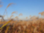 Haneul Park - Pampas Grass