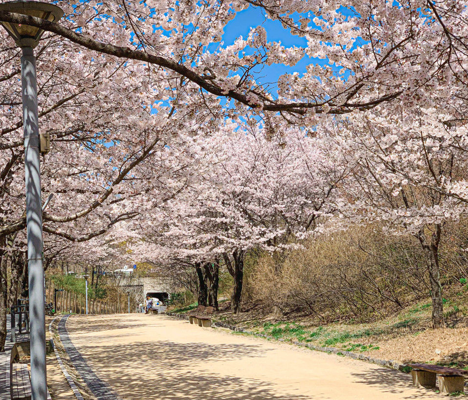 Seoul Forest - Cherry Blossoms in Spring
