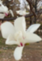 Magnolias